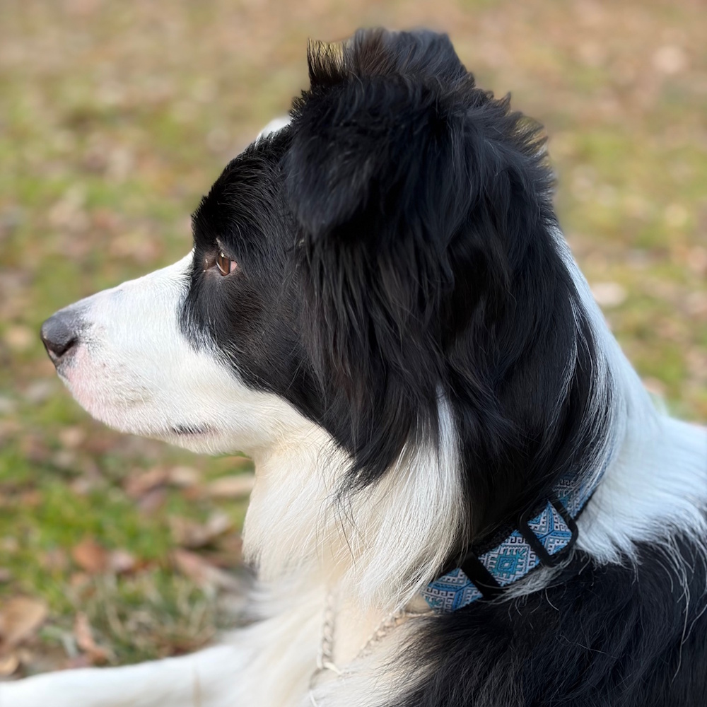 �y���V�A�E�u���[