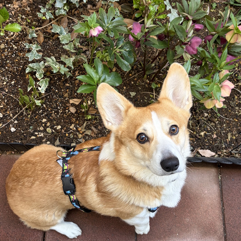 �u���[�o�[�h