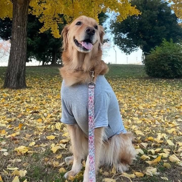 �t���[�����s���N