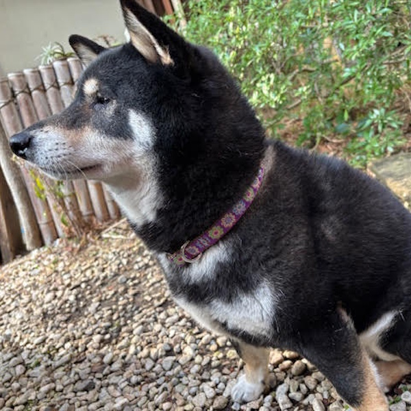 ���C���h�t�����[�p�[�v��