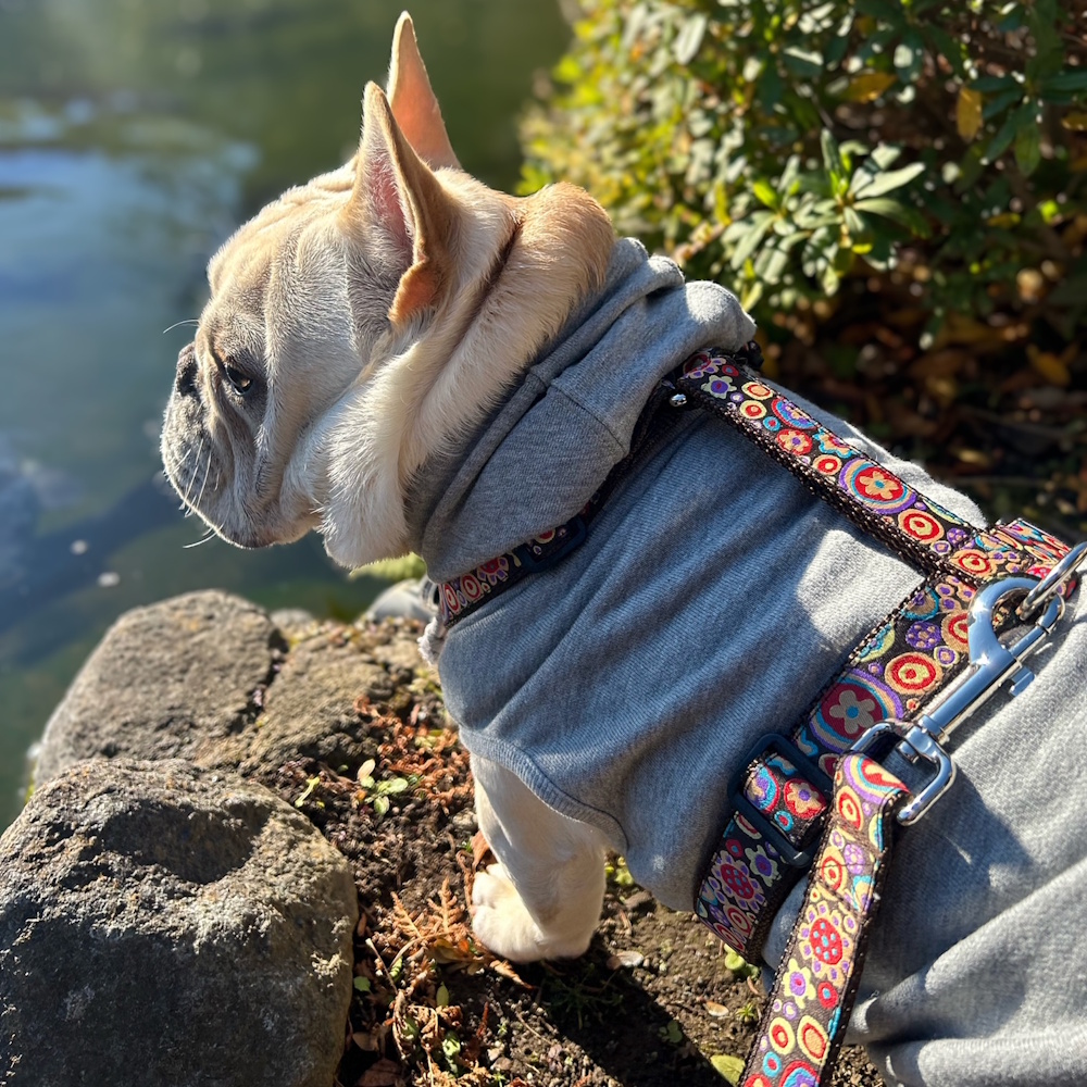 �R�Y�~�b�N�t�����[�u���E��