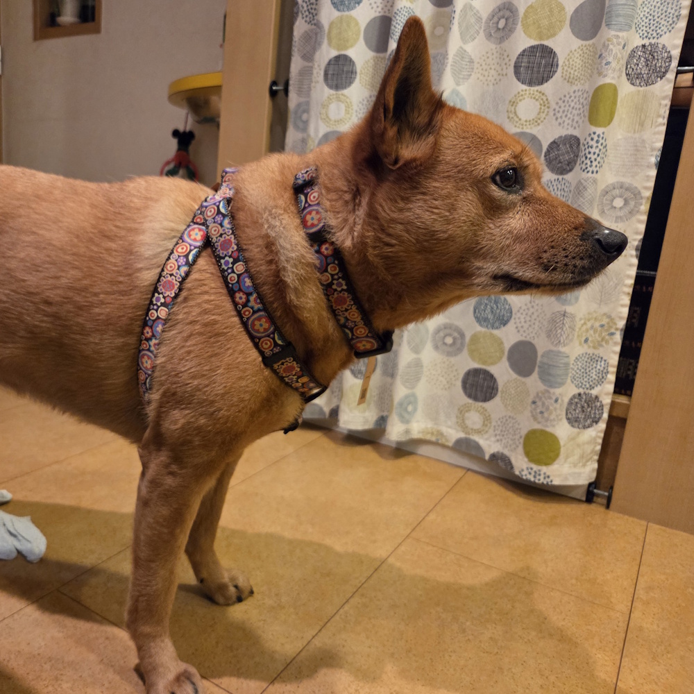 �R�Y�~�b�N�t�����[�u���E��