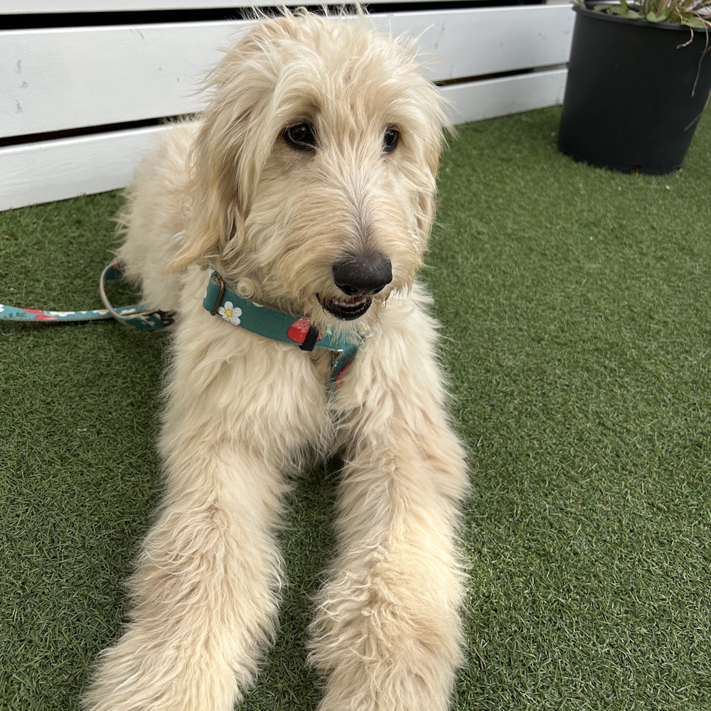 �X�g���x���[�p�b�`