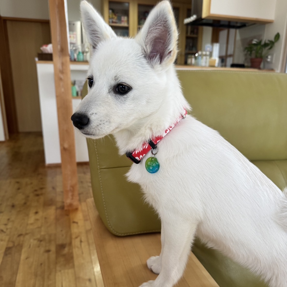 �n�C�r�X�J�X���b�h