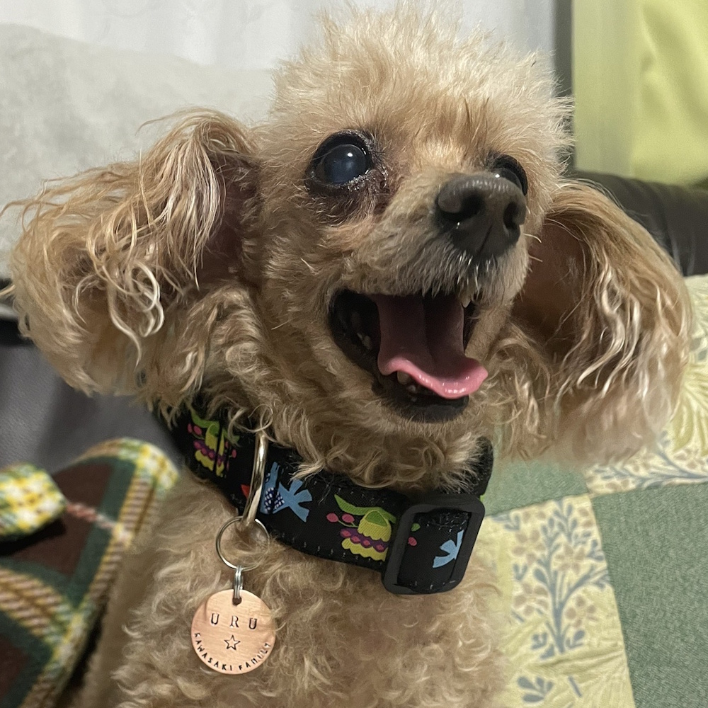 迷子札:MD419 迷子札:MD419